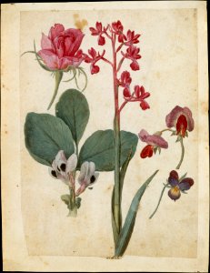A Sheet of Studies of Flowers- A Rose, a Heartsease, a Sweet Pea, a Garden Pea, and a Lax-flowered Orchid MET DT5659
