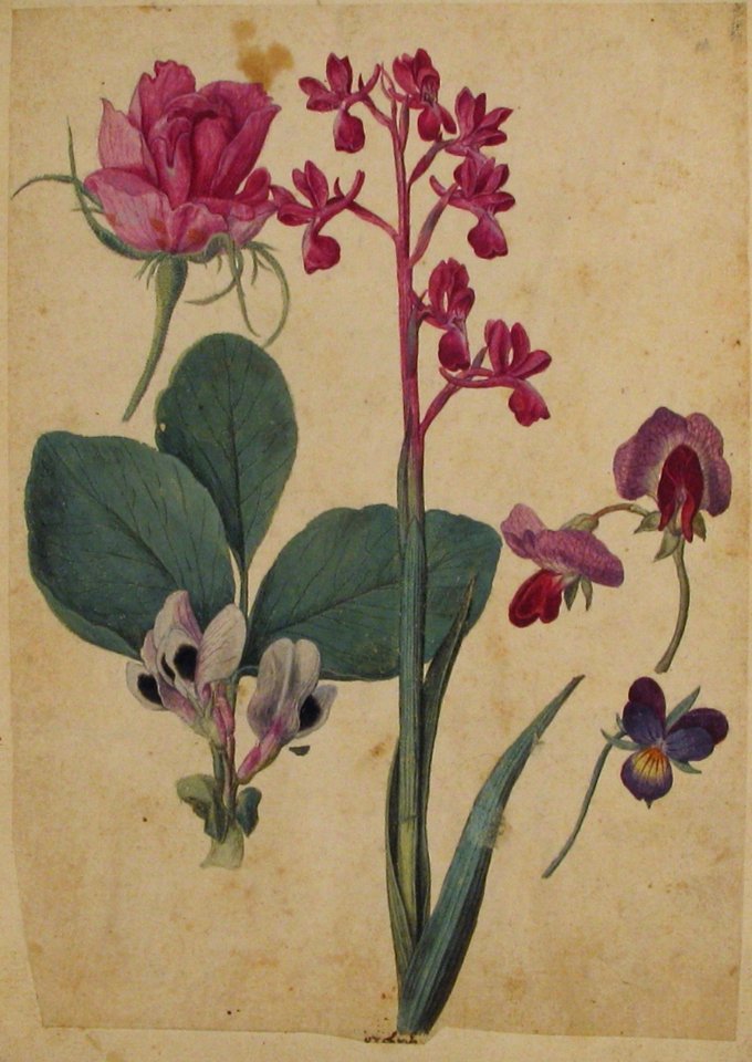 A Sheet of Studies of Flowers- A Rose, a Heartsease, a Sweet Pea, a Garden Pea, and a Lax-flowered Orchid MET 2004.78