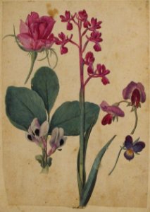 A Sheet of Studies of Flowers- A Rose, a Heartsease, a Sweet Pea, a Garden Pea, and a Lax-flowered Orchid MET 2004.78