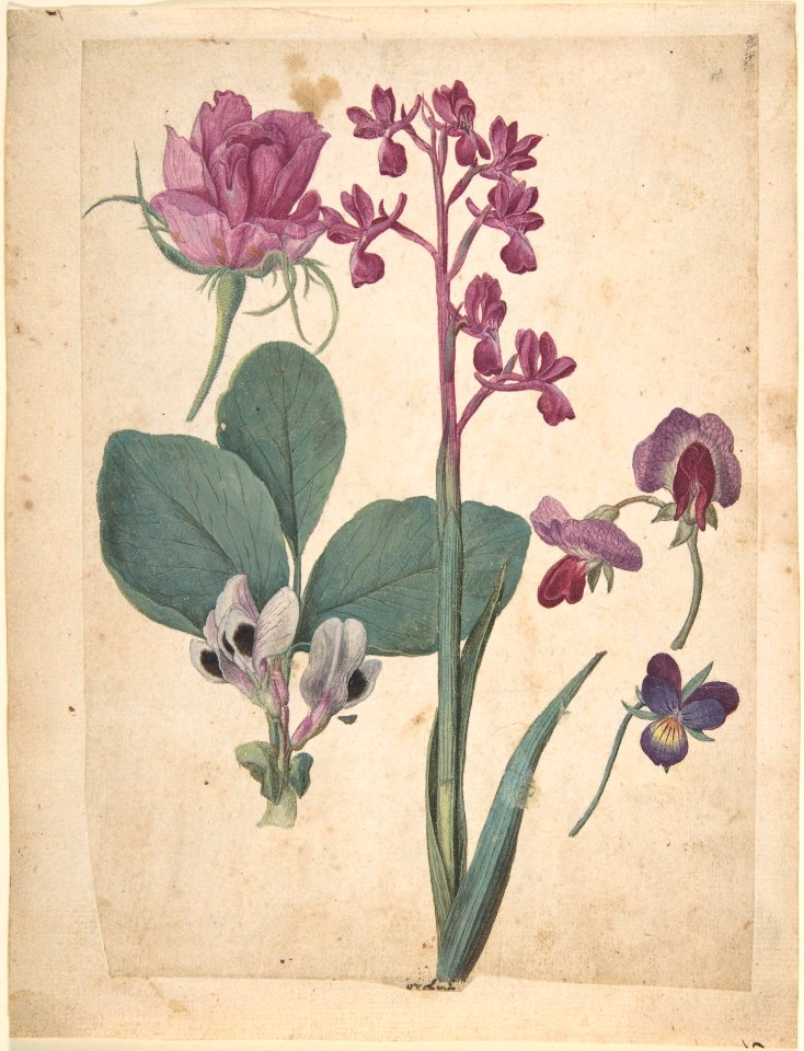 A Sheet of Studies of Flowers- A Rose, a Heartsease, a Sweet Pea, a Garden Pea, and a Lax-flowered Orchid MET DP807374