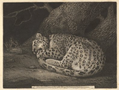 A Sleeping Leopard MET DP835547. Free illustration for personal and commercial use.