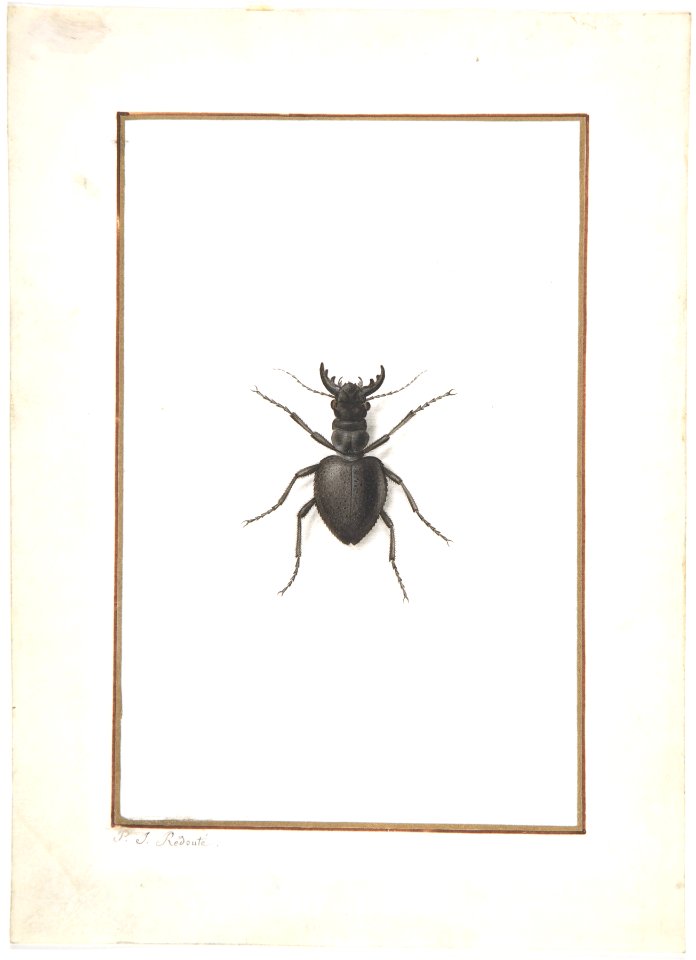 A Stag Beetle MET DP800000