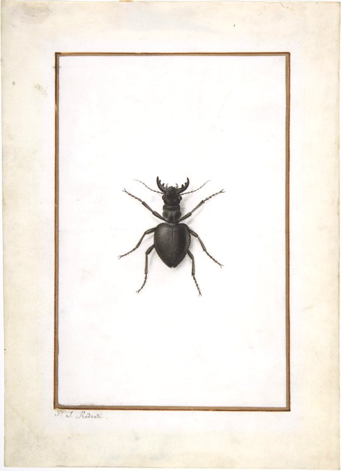 A Stag Beetle MET DP808073