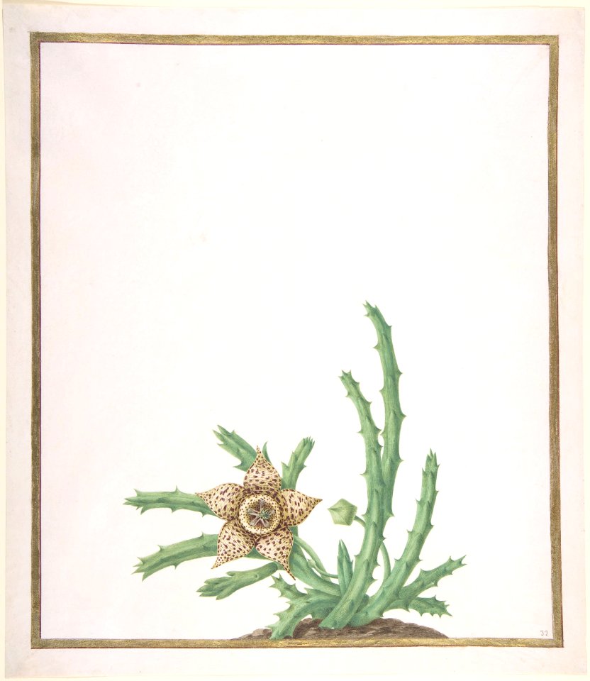 A Stapelia Variegata MET DP804153