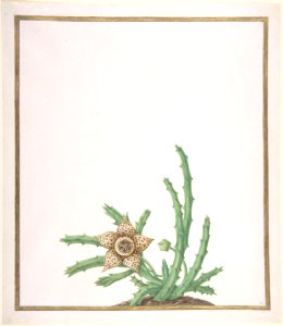 A Stapelia Variegata MET DP804153