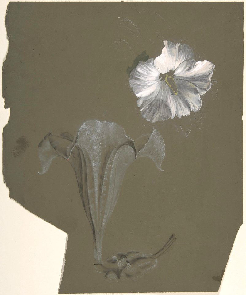 A Study of Two White Lilies MET DP805174