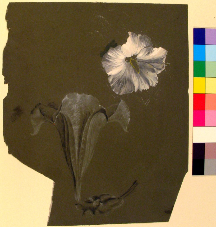 A Study of Two White Lilies MET 28.40.11