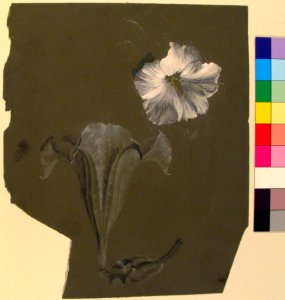 A Study of Two White Lilies MET 28.40.11