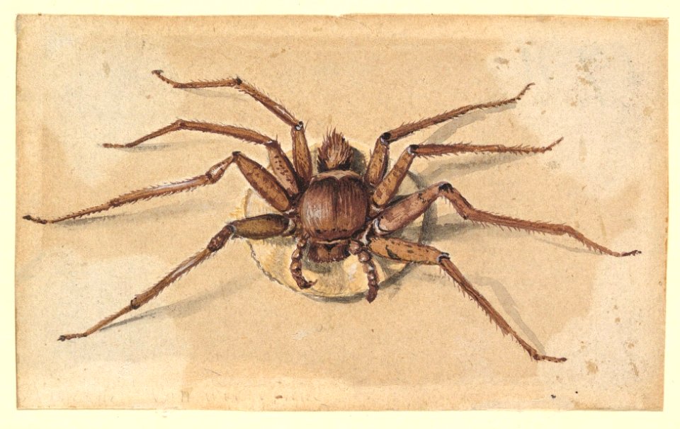 A Spider MET DP820080