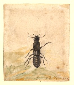 A Black Beetle MET DP820077