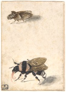 A Bumble Bee and a Fulgoroid MET DP800022