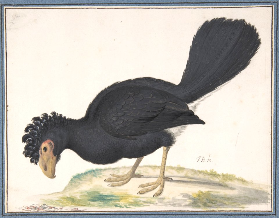 A Black Curassow MET DP800182