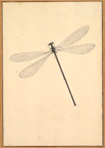 A Dragonfly MET DP820073