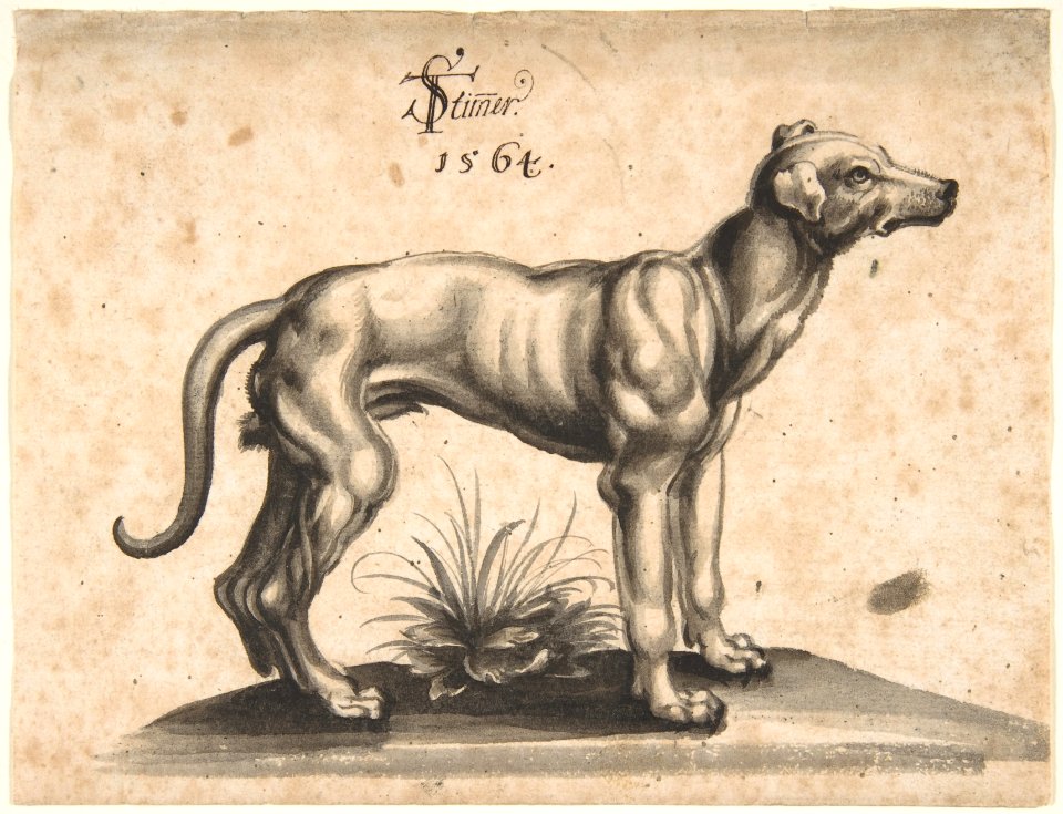 A Dog Looking to the Right MET DP803230