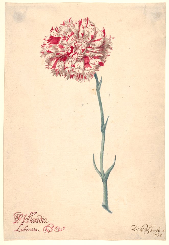 A Carnation ("Hollandia Liberata") MET DP830542