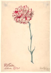 A Carnation ("Hollandia Liberata") MET DP830542