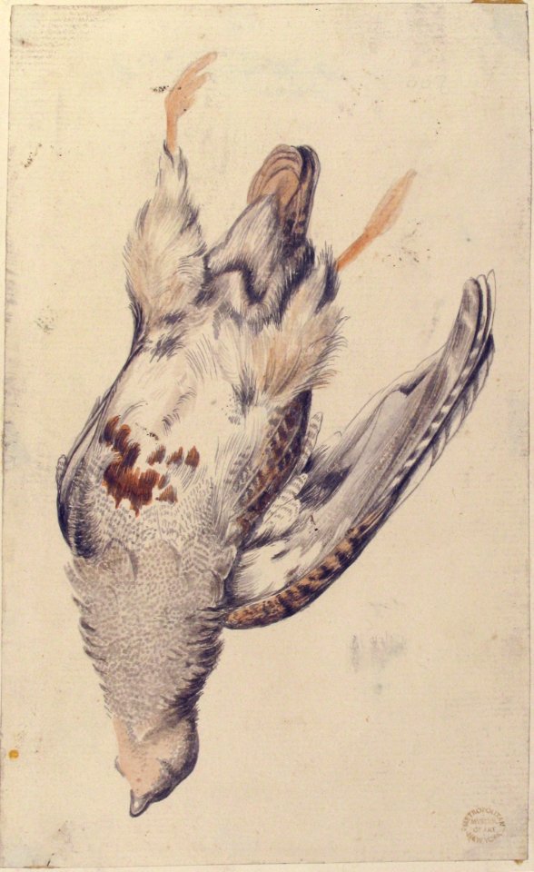 A Dead Bird (Quail?) Seen from Below. MET 80.3.200