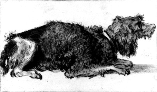 A Dog MET 271604
