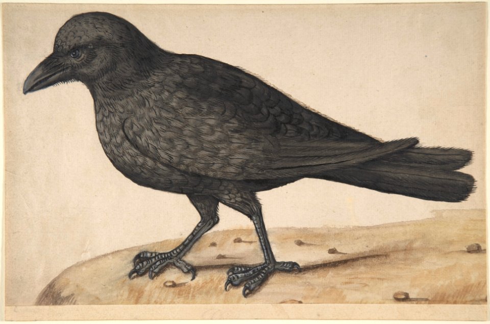 A Crow MET DP800003