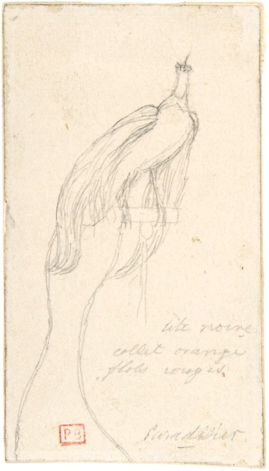 A Bird of Paradise MET DP807608