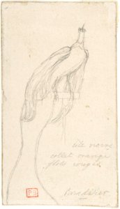 A Bird of Paradise MET DP807608