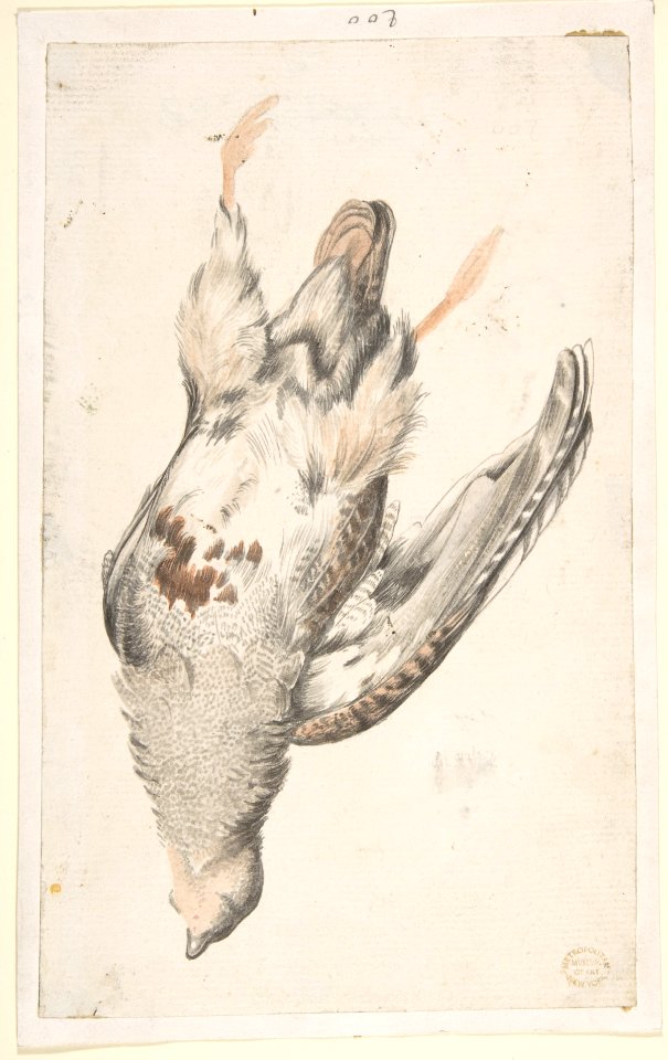 A Dead Bird (Quail?) Seen from Below. MET DP809439