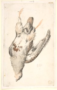 A Dead Bird (Quail?) Seen from Below. MET DP809439