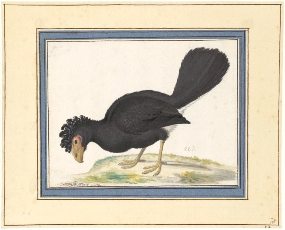 A Black Curassow MET DP112849