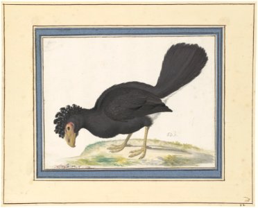 A Black Curassow MET DP112849
