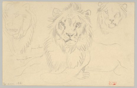 A Lion, Full Face, August 30, 1841 MET DP836166