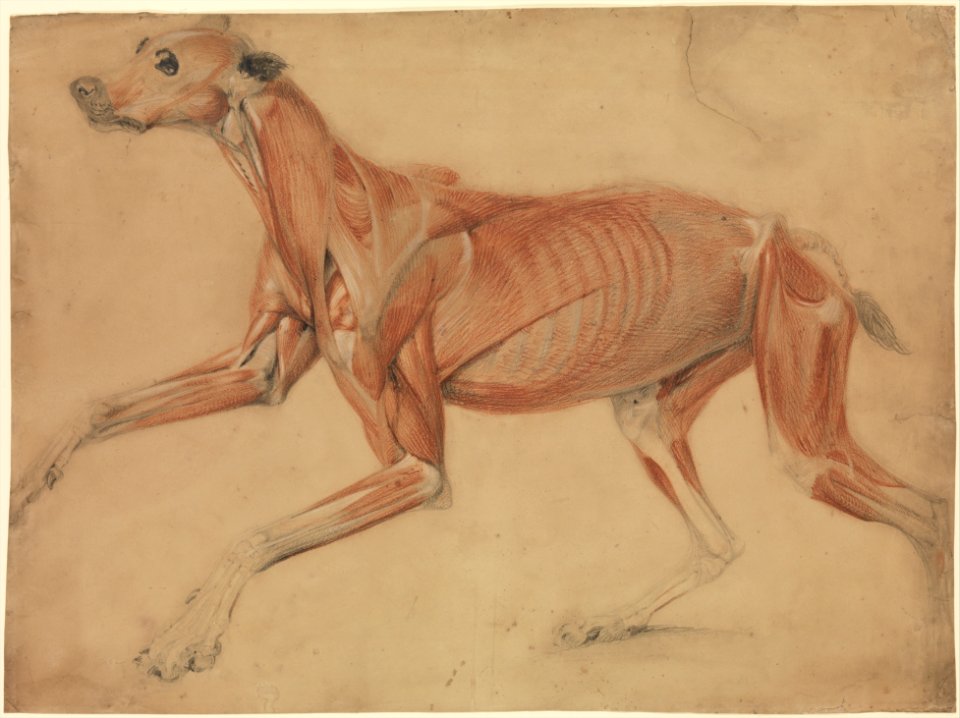 A Full Size Écorché Study of a Hound MET DP283307