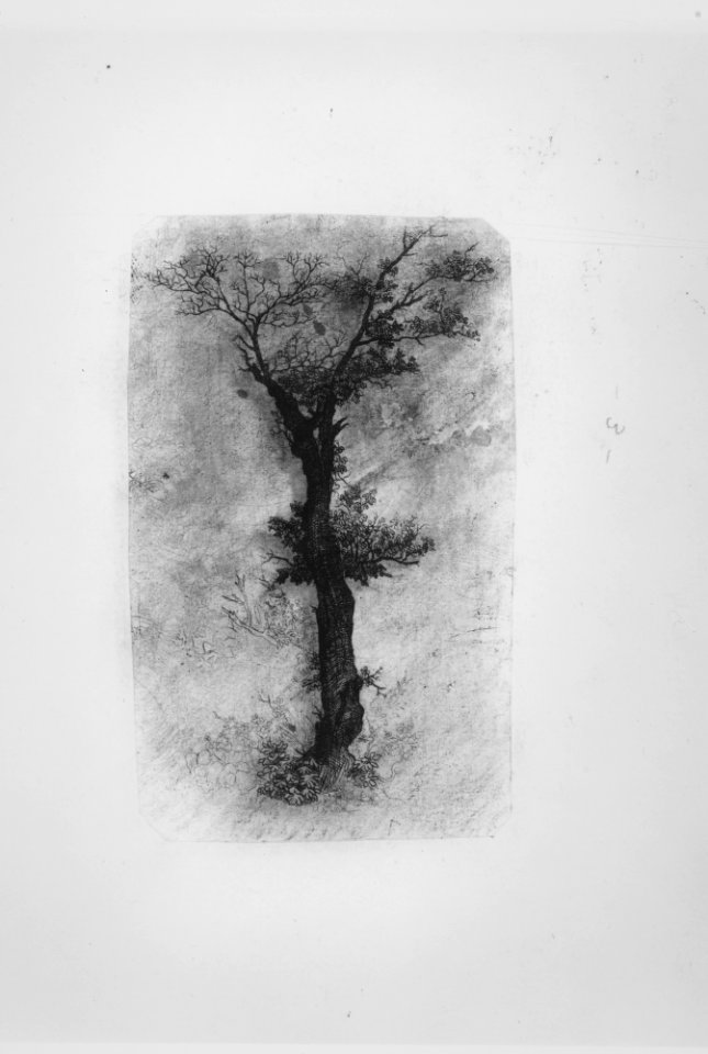 Étude d'un Arbre (Study of a Tree) MET MM65759