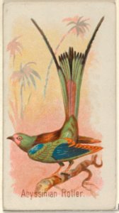 Abyssinian Roller, from the Song Birds of the World series (N23) for Allen & Ginter Cigarettes MET DP835256