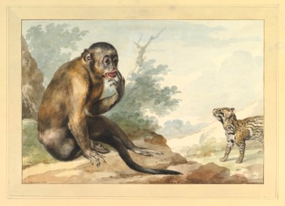 A Monkey Sitting on a Rock Looking at a Civet MET DP820049