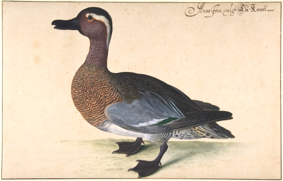 A Male Teal MET DP803420