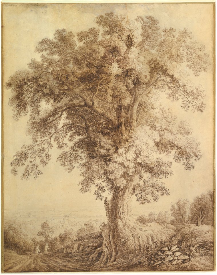 A Large Tree at Albano MET DP819690