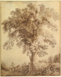 A Large Tree at Albano MET DP819690