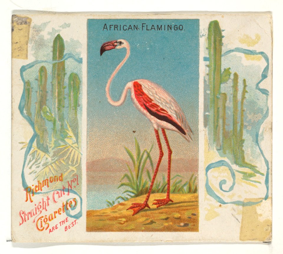 African Flamingo, from Birds of the Tropics series (N38) for Allen & Ginter Cigarettes MET DP839011