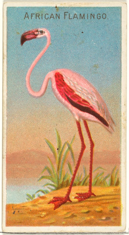 African Flamingo, from the Birds of the Tropics series (N5) for Allen & Ginter Cigarettes Brands MET DP829157