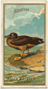 Albatross, from the Birds of America series (N4) for Allen & Ginter Cigarettes Brands MET DP828729