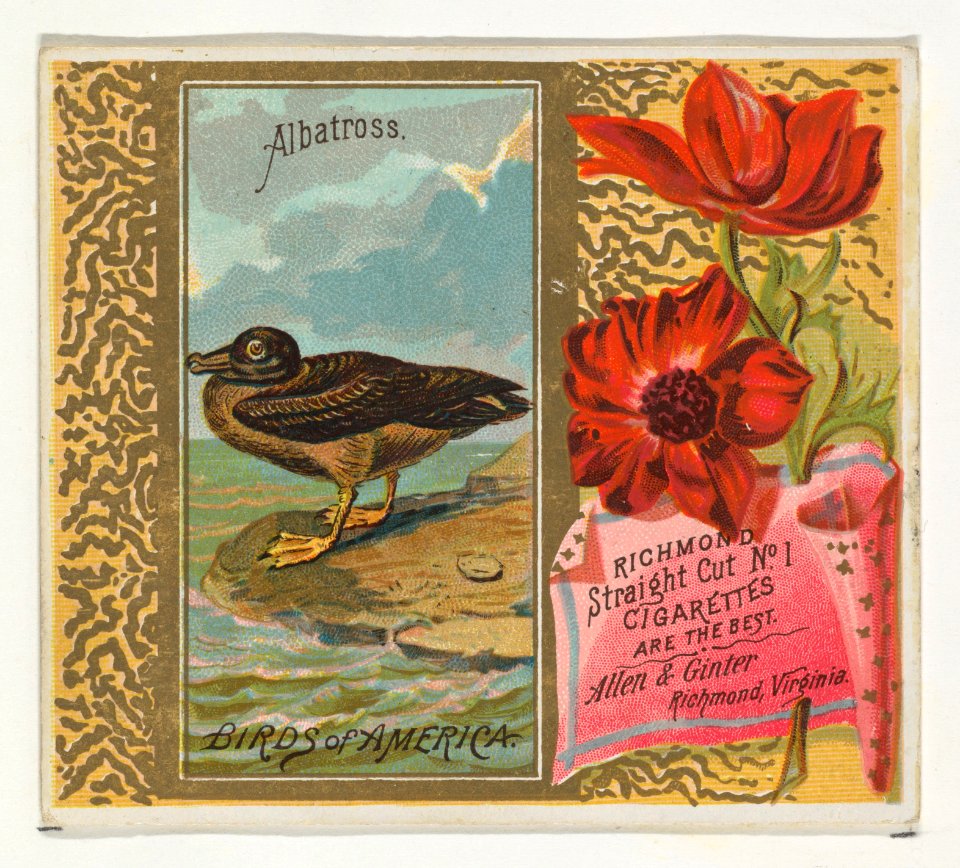Albatross, from the Birds of America series (N37) for Allen & Ginter Cigarettes MET DP838960