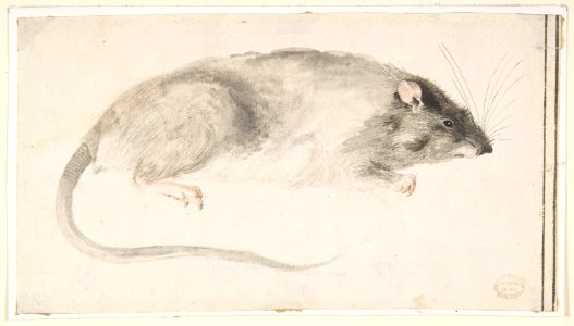 A Rat Seen in Profile. MET DP809442