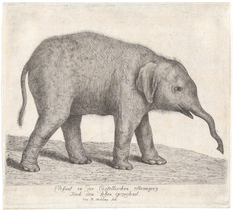 A Young Elephant MET DP875699