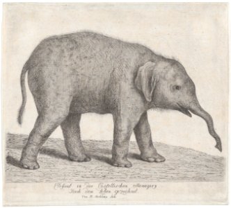 A Young Elephant MET DP875699