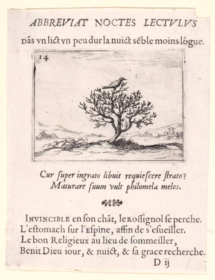 A Nightengale Standing on a Bush Met DP890764