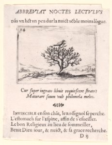 A Nightengale Standing on a Bush Met DP890764