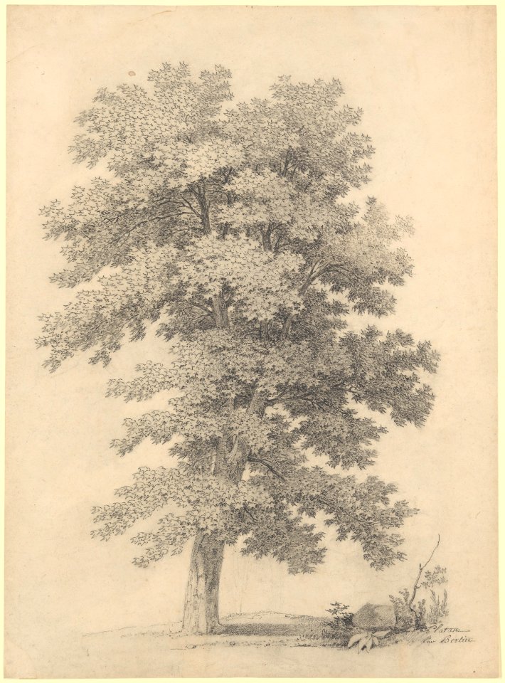A Plane Tree MET DP209114