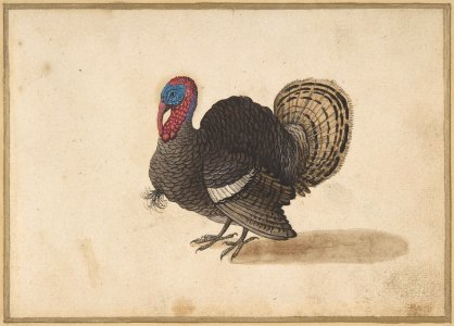 A Turkey MET DP800004