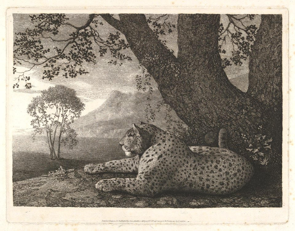 A Tyger (A Recumbent Leopard by a Tree) MET DP833339