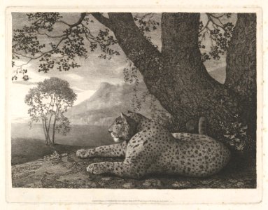 A Tyger (A Recumbent Leopard by a Tree) MET DP833339. Free illustration for personal and commercial use.